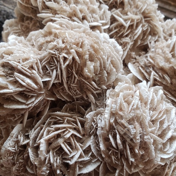 Desert Rose Beautiful Large - Picture 5 of 7